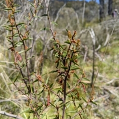Acacia siculiformis (Dagger Wattle) at Rendezvous Creek, ACT - 18 Nov 2023 by MattM