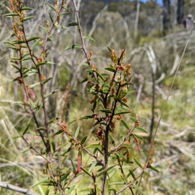 Acacia siculiformis (Dagger Wattle) at Rendezvous Creek, ACT - 18 Nov 2023 by MattM
