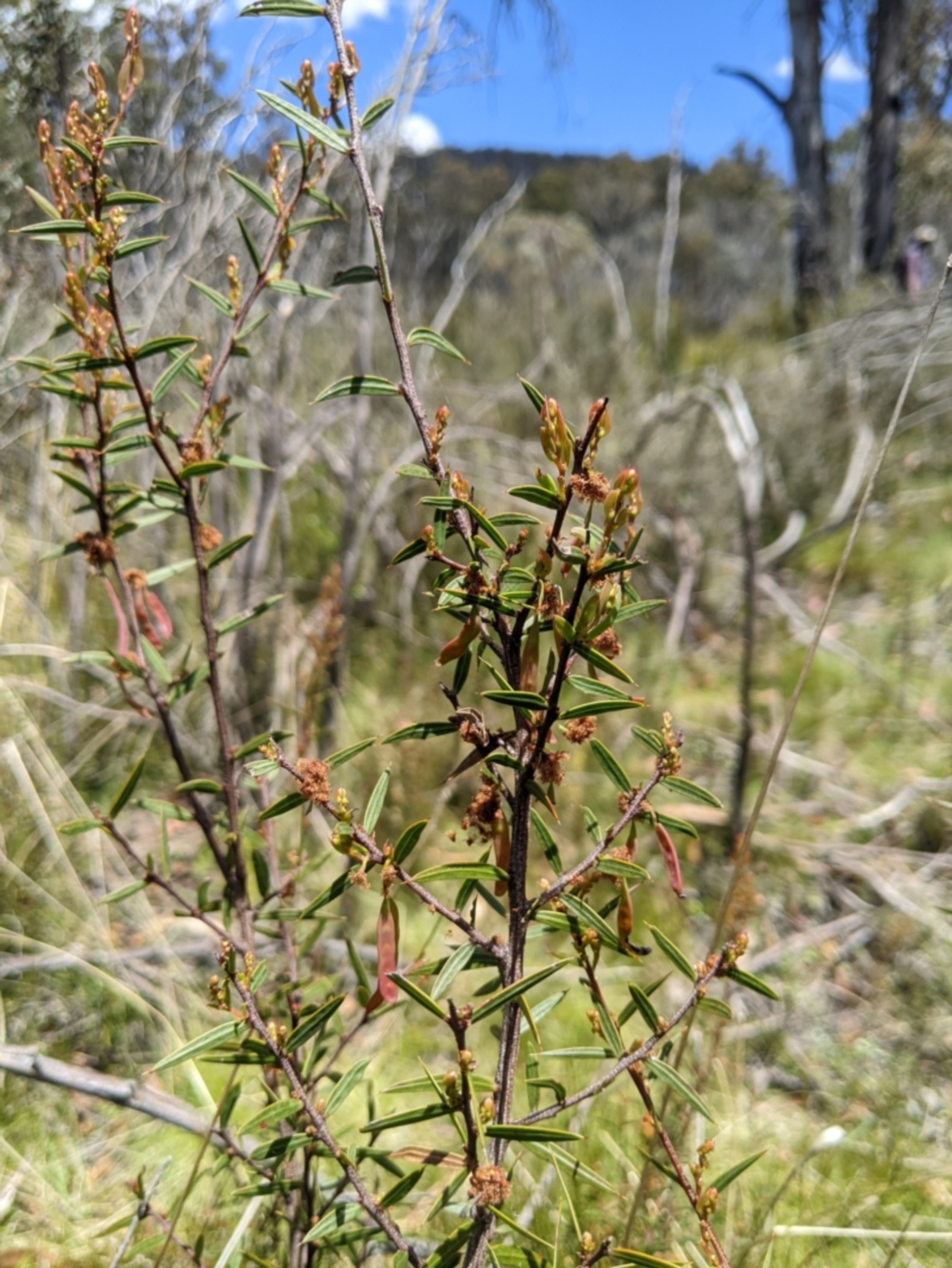 Acacia siculiformis at Namadgi National Park - 18 Nov 2023