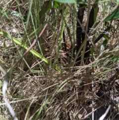 Thelymitra simulata (Graceful Sun-orchid) at Rendezvous Creek, ACT - 18 Nov 2023 by MattM