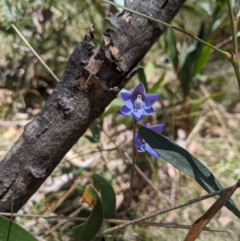 Thelymitra simulata at Namadgi National Park - 18 Nov 2023