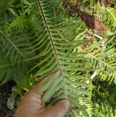 Blechnum nudum (Fishbone Water Fern) at Namadgi National Park - 18 Nov 2023 by MattM