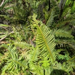 Blechnum nudum at Namadgi National Park - 18 Nov 2023