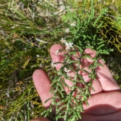 Olearia floribunda (Heath Daisy-bush) at Rendezvous Creek, ACT - 18 Nov 2023 by MattM