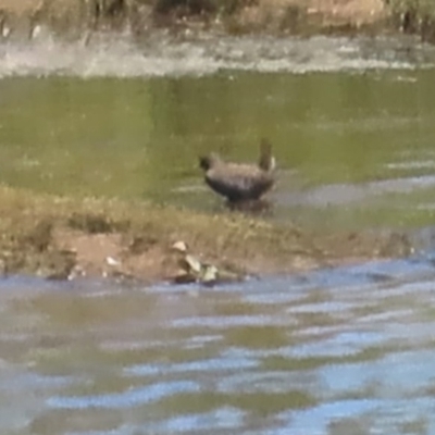 Porzana fluminea (Australian Spotted Crake) at Murrumbateman, NSW - 18 Nov 2023 by BenW