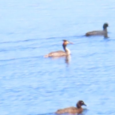 Podiceps cristatus (Great Crested Grebe) at Murrumbateman, NSW - 18 Nov 2023 by BenW