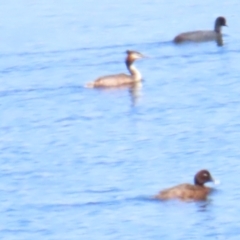 Podiceps cristatus at Murrumbateman, NSW - 18 Nov 2023