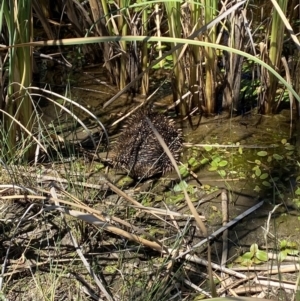 Tachyglossus aculeatus at Goorooyarroo NR (ACT) - 17 Nov 2023 11:32 AM