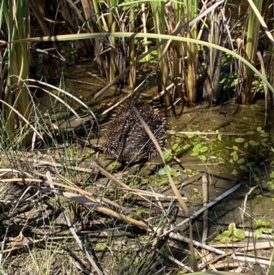 Tachyglossus aculeatus (Short-beaked Echidna) at Majura, ACT - 17 Nov 2023 by mcosgrove