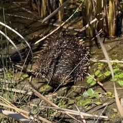 Tachyglossus aculeatus at Goorooyarroo NR (ACT) - 17 Nov 2023