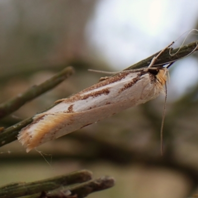 Philobota cretacea (A concealer moth) at Belconnen, ACT - 16 Nov 2023 by CathB