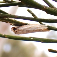 Philobota productella (Pasture Tunnel Moth) at Belconnen, ACT - 16 Nov 2023 by CathB