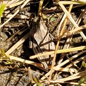 Tetrigidae (family) at Gigerline Nature Reserve - 18 Nov 2023