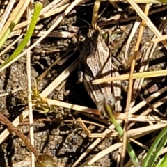 Tetrigidae (family) at Gigerline Nature Reserve - 18 Nov 2023