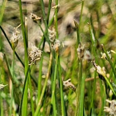 Eleocharis pusilla (Small Spike-rush) at Tuggeranong, ACT - 18 Nov 2023 by trevorpreston