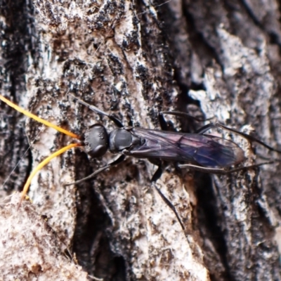 Fabriogenia sp. (genus) (Spider wasp) at Belconnen, ACT - 16 Nov 2023 by CathB