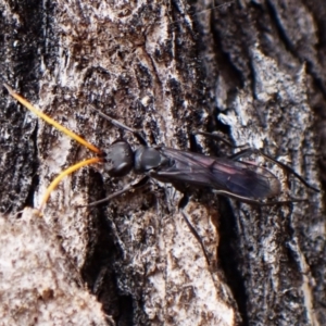 Fabriogenia sp. (genus) at Mount Painter - 16 Nov 2023 11:26 AM