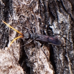 Fabriogenia sp. (genus) at Mount Painter - 16 Nov 2023