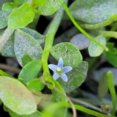 Limosella australis (Austral Mudwort) at Gigerline Nature Reserve - 18 Nov 2023 by trevorpreston