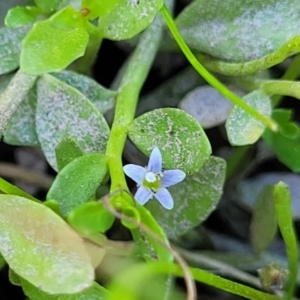 Limosella australis at Gigerline Nature Reserve - 18 Nov 2023 02:10 PM