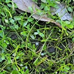 Limosella australis at Gigerline Nature Reserve - 18 Nov 2023