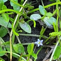 Limosella australis at Gigerline Nature Reserve - 18 Nov 2023