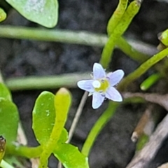 Limosella australis at Gigerline Nature Reserve - 18 Nov 2023 02:10 PM