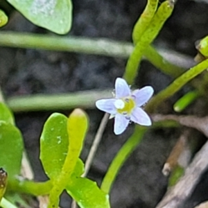 Limosella australis at Gigerline Nature Reserve - 18 Nov 2023 02:10 PM