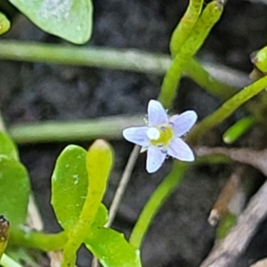 Limosella australis at Gigerline Nature Reserve - 18 Nov 2023