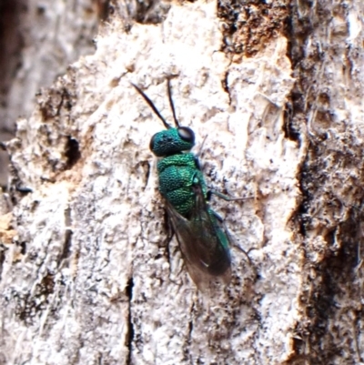 Chrysididae (family) (Cuckoo wasp or Emerald wasp) at Belconnen, ACT - 16 Nov 2023 by CathB