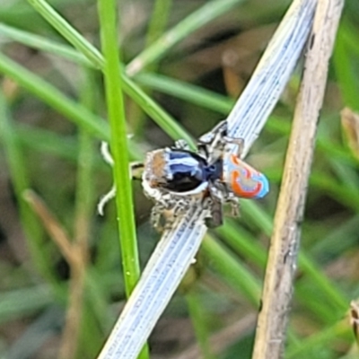 Maratus pavonis (Dunn's peacock spider) at Tuggeranong, ACT - 18 Nov 2023 by trevorpreston