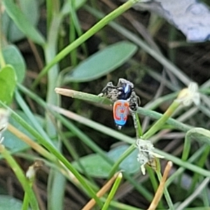 Maratus pavonis at Gigerline Nature Reserve - suppressed