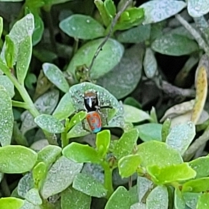 Maratus pavonis at Gigerline Nature Reserve - suppressed