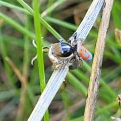 Maratus pavonis at Gigerline Nature Reserve - suppressed