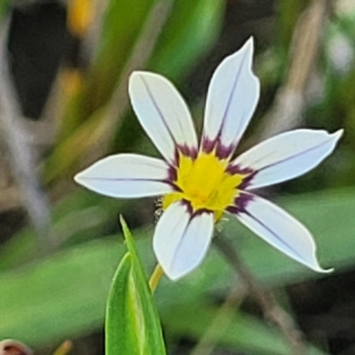 Sisyrinchium rosulatum (Scourweed) at Gigerline Nature Reserve - 18 Nov 2023 by trevorpreston