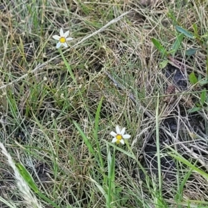 Sisyrinchium rosulatum at Gigerline Nature Reserve - 18 Nov 2023