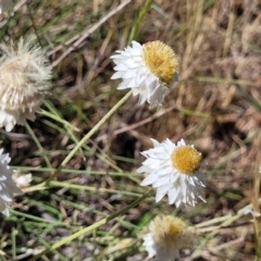 Leucochrysum albicans subsp. tricolor (Hoary Sunray) at Gigerline Nature Reserve - 18 Nov 2023 by trevorpreston