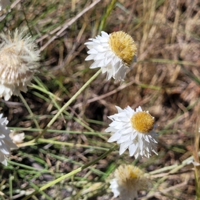 Leucochrysum albicans subsp. tricolor (Hoary Sunray) at Tuggeranong, ACT - 18 Nov 2023 by trevorpreston