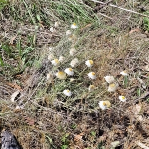 Leucochrysum albicans subsp. tricolor at Gigerline Nature Reserve - 18 Nov 2023