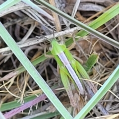 Praxibulus sp. (genus) (A grasshopper) at Tuggeranong, ACT - 18 Nov 2023 by trevorpreston