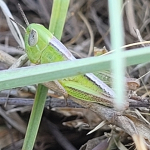 Praxibulus sp. (genus) at Gigerline Nature Reserve - 18 Nov 2023