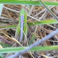 Praxibulus sp. (genus) at Gigerline Nature Reserve - 18 Nov 2023