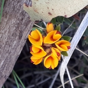 Podolobium alpestre at Yaouk, NSW - suppressed