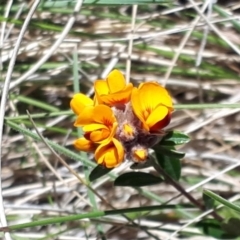 Podolobium alpestre at Yaouk, NSW - suppressed