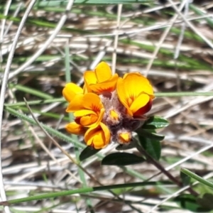 Podolobium alpestre at Yaouk, NSW - suppressed