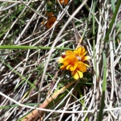 Podolobium alpestre at Yaouk, NSW - suppressed