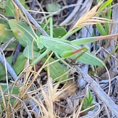 Caedicia simplex (Common Garden Katydid) at Tuggeranong, ACT - 18 Nov 2023 by trevorpreston