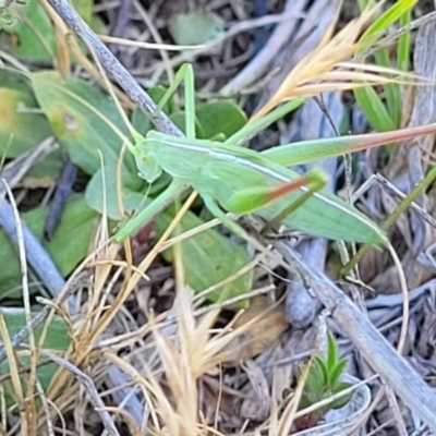 Caedicia simplex (Common Garden Katydid) at Gigerline Nature Reserve - 18 Nov 2023 by trevorpreston