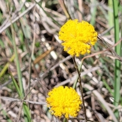 Leptorhynchos squamatus subsp. squamatus (Scaly Buttons) at Tuggeranong, ACT - 18 Nov 2023 by trevorpreston