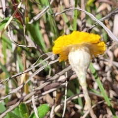 Leptorhynchos squamatus subsp. squamatus at Gigerline Nature Reserve - 18 Nov 2023